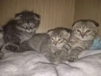 Котята, фотография 4