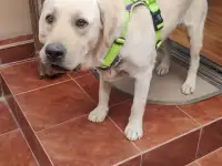 Отдам собаку в хорошие руки., фотография 3