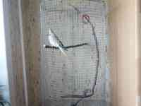 Продаётся попугай породы Корелла., фотография 3