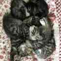 Бенгальские котята, фотография 3