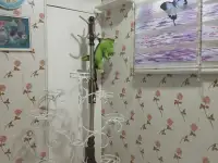 Продаю, Тузель 2, фотография 11