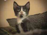 Котятки ищут дом!!, фотография 5