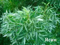 Манзарали дарахт кчатлари, фотография 12