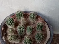 Срочно продам комнатные растения, фотография 4