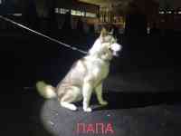 Продаются щенки Аляскинского маламута, фотография 9