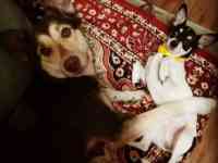 Продаются щенки Аляскинского маламута, фотография 8