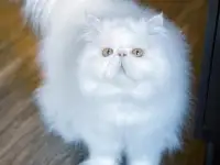 Персидский манчикин, фотография 3