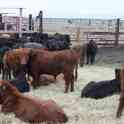 Быки, телки с России, фотография 2