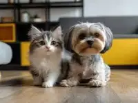 Передержка животных:собак мелких пород и кошек