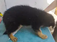 Щенки немецкой овчарки, фотография 6