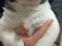 Продаются щенки среднеазиатский Олабай, фотография 2