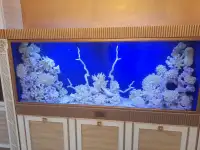 Чистка и обслуживание пресноводных и морских  аквариумов, фотография 4