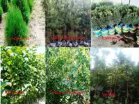 Манзарали дарахт кчатлари, фотография 8