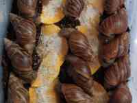 Косметологические улитки, фотография 2