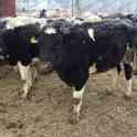 коровы, нетели,телки симментальской породы 2020 года, фотография 3