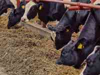 Продажа КРС оптом живым весом по РФ и СНГ, фотография 7