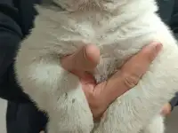 Продаются щенки среднеазиатский Олабай, фотография 3