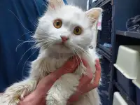 Отдам в хорошие руки