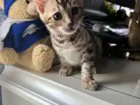 Бенгальский котенок, фотография 4