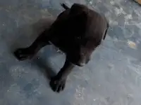 Продаются щенки