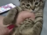 Котята, фотография 2