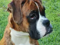 Щенки Немецкого боксера, фотография 3