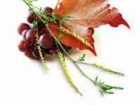 Фортивен капсулы для проблем с венами, Swiss Nahrin, Швейцария, фотография 8