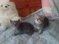 Породистые шотландские котята, фотография 3