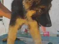 Щенки немецкой овчарки, фотография 3