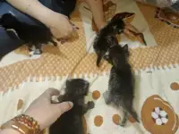 продаются котята 100 тыс сум