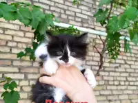 Красивые котята в поисках своего любящего хозяина, фотография 2