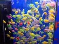 Аквариумные рыбки, фотография 4