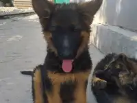 Щенки немецкой овчарки, фотография 7