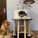 Когтеточка для кошки. Игровой комплекс для кошки. Дом для кошки., фотография 10