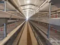 Оборудование  Big Dutchman для птицефабрики по выращиванию птиц из Китайского производителя , дешево и качественно!, фотография 4