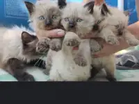 Продаются Сиамские котята