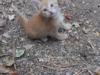 Котята в добрые руки, фотография 2