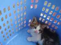 Отдам котенка в хорошие руки, фотография 3