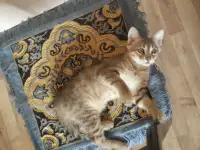 Котята 4 штуки., фотография 4