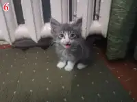 Отдам в хорошие руки, фотография 6