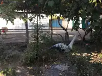 Продается дом в Tашкентской области с большим участком, гаражом и садом с фруктовыми деревьями, фотография 4