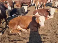 Halol go'sht sotish / Мясо говядины Халал, фотография 2