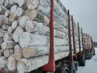 Березовый фанкряж (пиловочник) из Архангельской, Тульской, Калужской областей., фотография 3