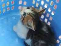 Отдам котенка в хорошие руки, фотография 2