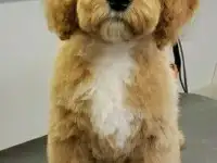 Стрижка собак мелких пород, фотография 4