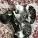 Бенгальские котята, фотография 4