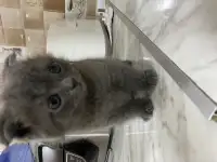 Продаётся Скоттиш-фолд котёнок, фотография 4