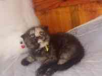 Породистые шотландские котята, фотография 2