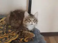 Котята 4 штуки.