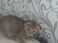 Котята, фотография 6